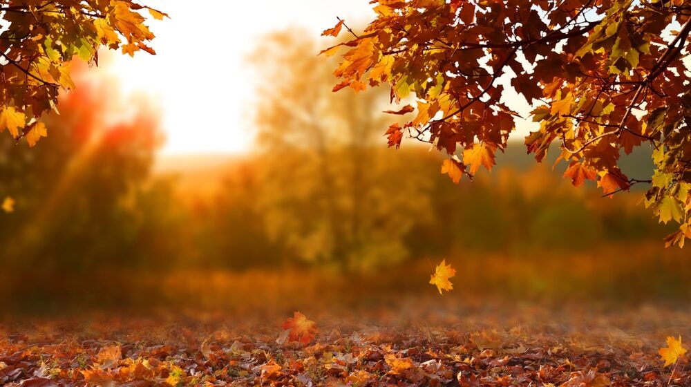 Kako suvo lišće može da pomogne životnoj sredini? 1