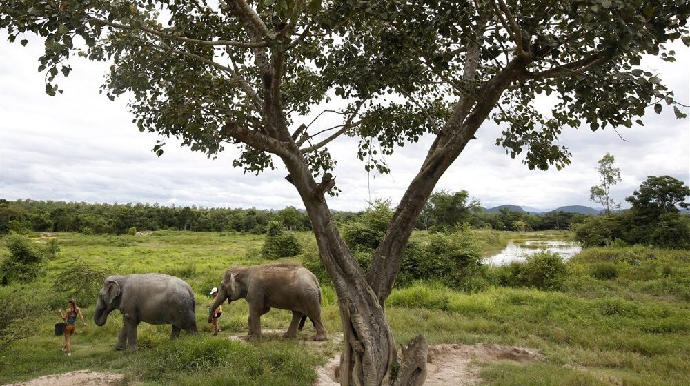 U Keniji zbog suše više od 200 slonova uginulo za devet meseci 1