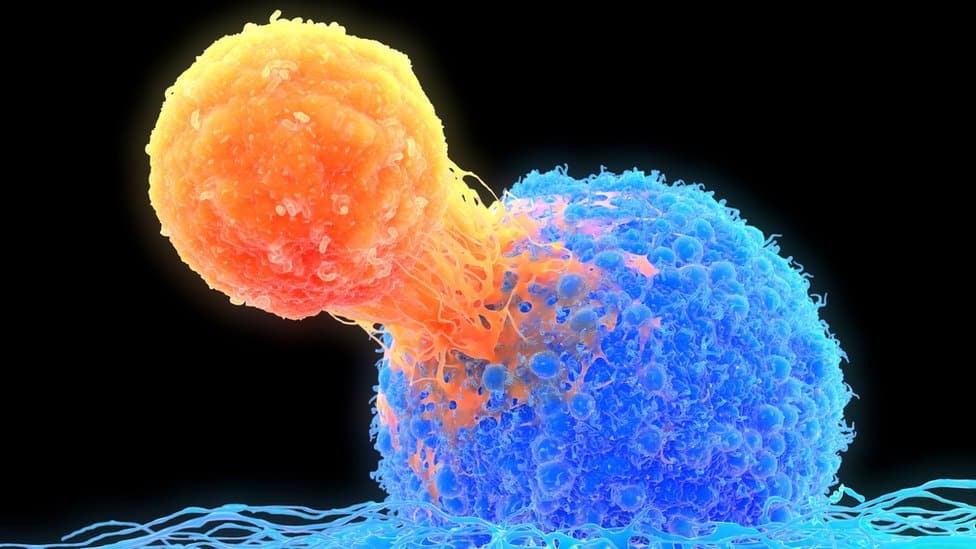 T-cell versus cancer