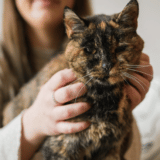 Životinje i Ginisovi rekordi: Upoznajte Flosi, koja ima 26 godina i najstarija je mačka na svetu 6
