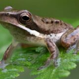 "Ne ližite kožu psihodeličnim žabama": Neobičan poziv nacionalnih parkova u SAD 6