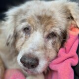 Amerika i životinje: Pas se vratio vlasnicima sedam godina pošto je pobegao 5