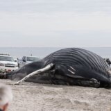 More izbacilo mrtvog kita na obalu u Njujorku 4