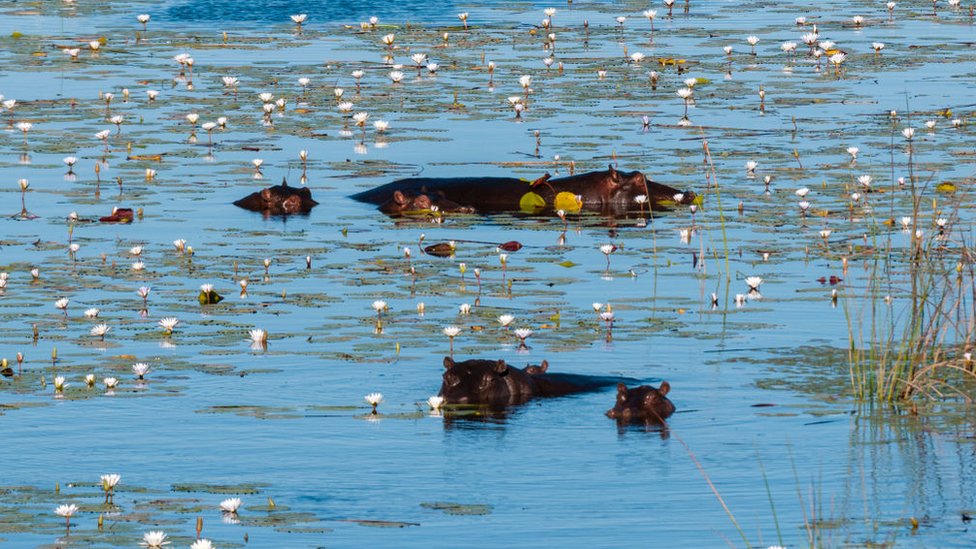 Delta Okavango, nilski konji