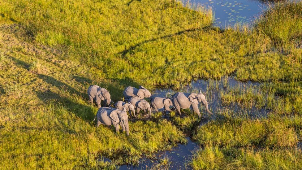 Elephants in the Okavango Delta