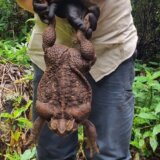 Životinje i Australija: Pronađena Todzila, džinovska žaba, teška skoro tri kilograma 5