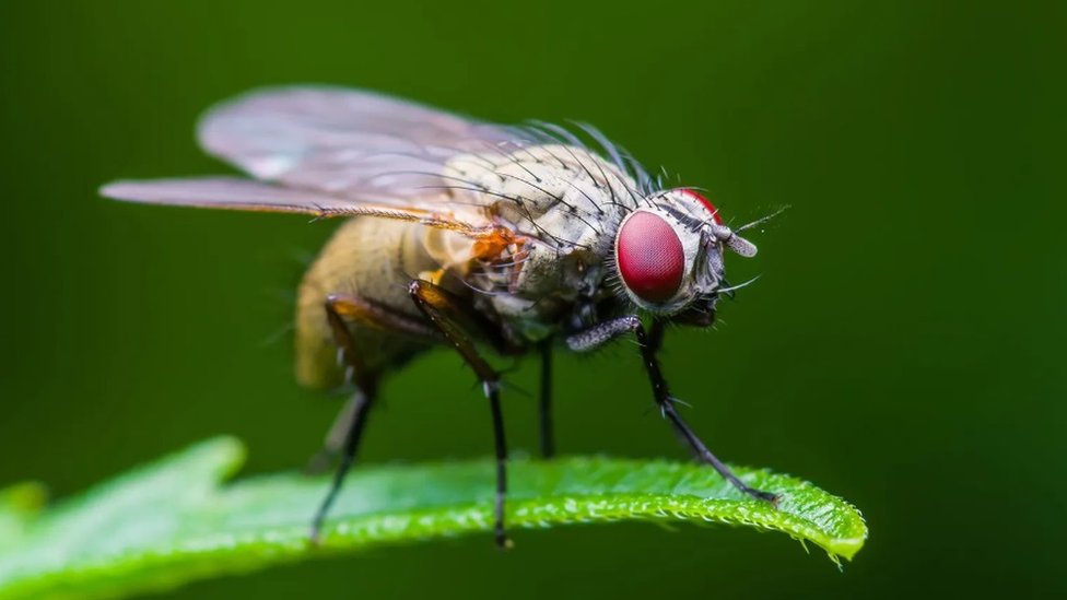 Vinske mušice postaju agresivnije kada im se nivo serotonina pomeša, pokazalo je istraživanje