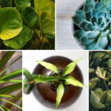 Pet najtraženijih sobnih biljaka na Guglu u 2022. 10