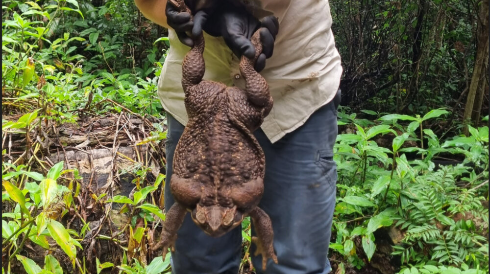 U Australiji pronađena džinovska žaba, smatra se da je najveća na svetu 1