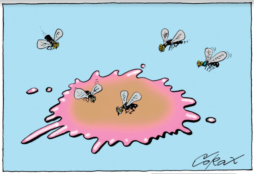 Corax 1