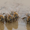 Istraživanje: Pčele i leptiri teže podnose zagađenje vazduha nego biljne štetočine 9