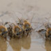 Istraživanje: Pčele i leptiri teže podnose zagađenje vazduha nego biljne štetočine 2