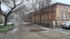 Novi Sad prekrio sneg: Saobraćaj usporen, kamioni ne mogu preko Venca 6