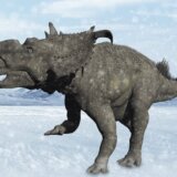 Dinosaurusi: Praistorijske životinje su živele na polarnom ledu i snegu, tvrde naučnici 14