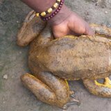 Životinje i izumiranje: Misija očuvanja najveće žabe na svetu 4
