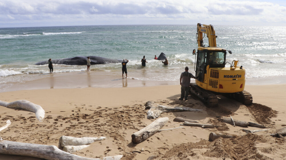 Jedanaest nasukanih kitova spaseno u Šri Lanki 1
