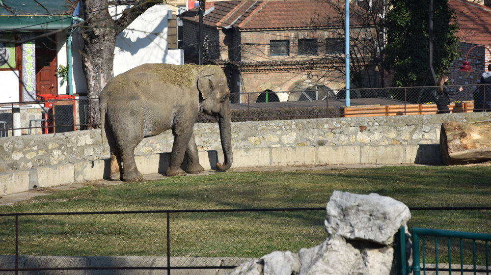 "Drveće nije jedino što znamo da treba divljim životinjama": Stručnjaci za Danas o ideji izmeštanja Zoo vrta na Adu Ciganliju 1