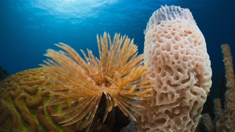 Morski sunđer i korali