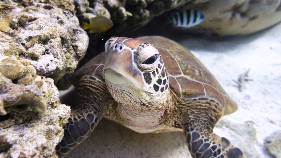 Morska kornjača se krije ispod korala