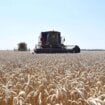 RZS: Pad proizvodnje pšenice, malina i višanja, više zasejano kukuruza, soje i šećerne repe 13