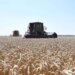 RZS: Pad proizvodnje pšenice, malina i višanja, više zasejano kukuruza, soje i šećerne repe 3
