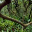Amerikanka preživela 40 dana u indijskoj džungli vezana za drvo: Tamo je ostavio bivši suprug 10