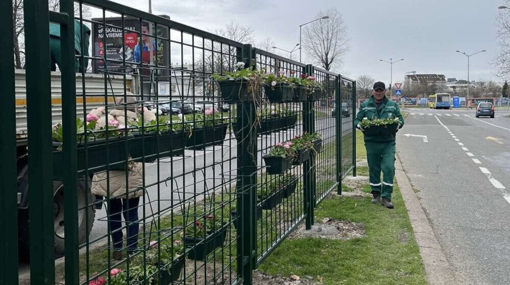 Zeleni zid dug 440 metara u Narodnog fronta u Novom Sadu pokušaće da spreči pešake da pretrčavaju ulicu 1