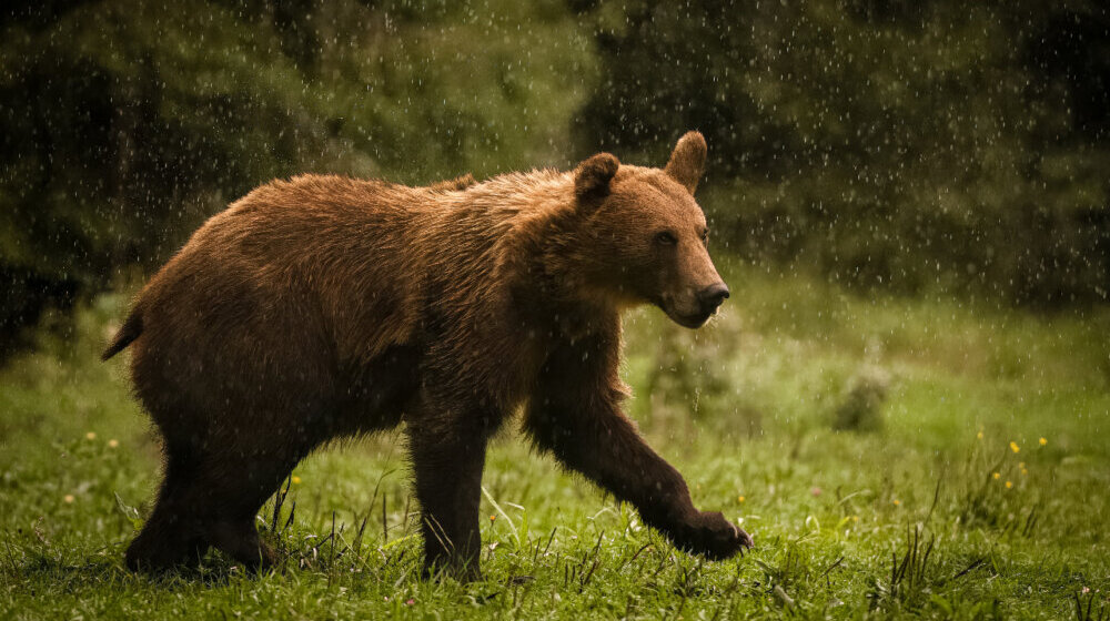 Mrki medved voli Zlatibor, ali ometa farmere i krade med - ipak, ima rešenja 1