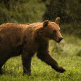 Mrki medved voli Zlatibor, ali ometa farmere i krade med - ipak, ima rešenja 1