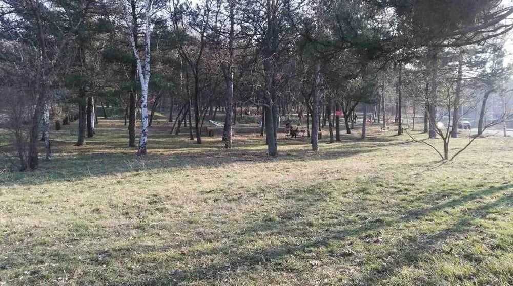 Nestale tuje oko igrališta u Zaječaru: Gradonačelnik kaže da su ukradene, drugi da su izvađene 1
