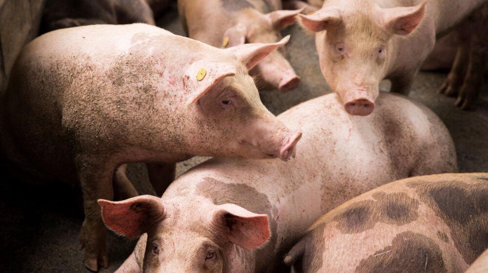 Ukinuta epidemija afričke kuge svinja na teritoriji Čačka 1