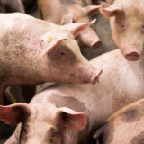 Kod afričke kuge svinja u Srbiji presudna brza dijagnostika, smanjuje se broj žarišta 3