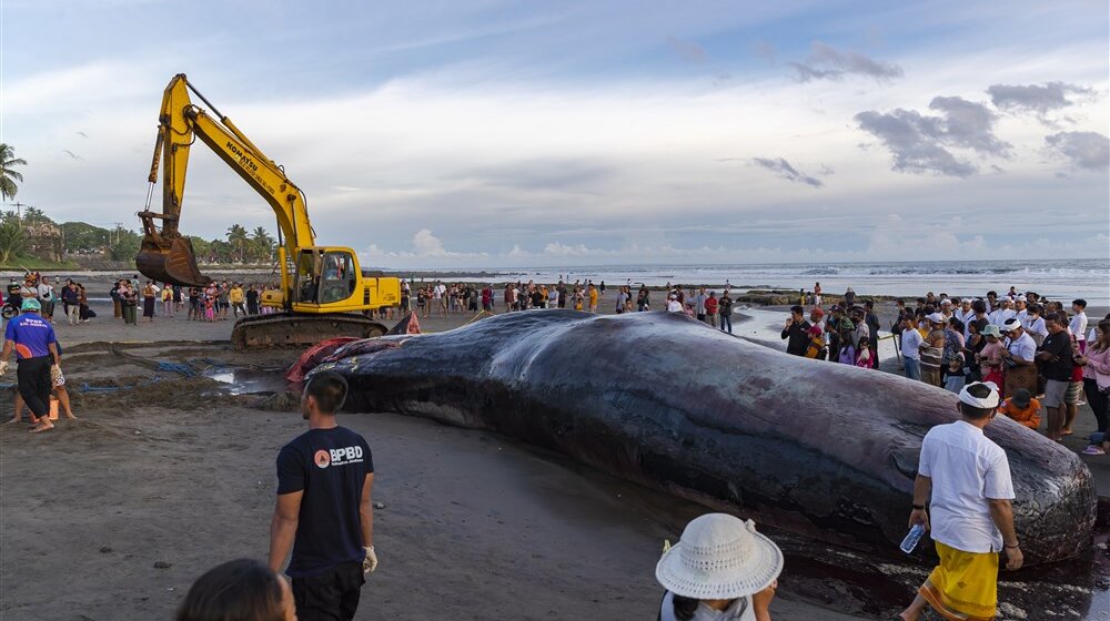Treći veliki kit uginuo nasukan na plaži indonežanskog ostrva Bali 1