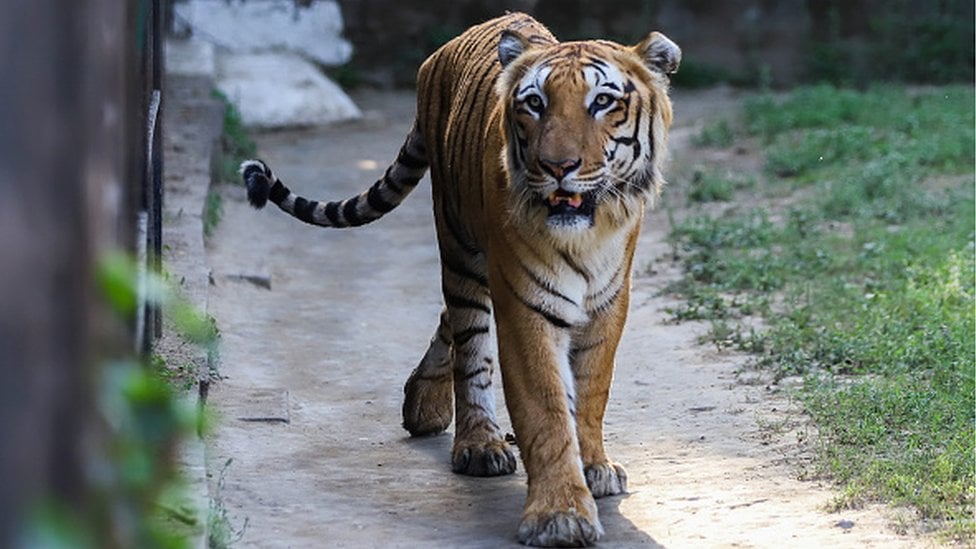 Bengalski tigar