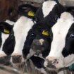 Čačanski stočari i mlekari nezadovoljni sporazumom sa Ministarstvom poljoprivrede 5
