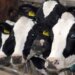 Čačanski stočari i mlekari nezadovoljni sporazumom sa Ministarstvom poljoprivrede 23