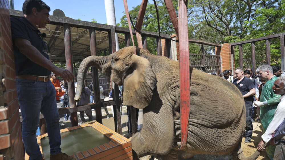 Strani veterinari spasli bolesnu slonicu u Pakistanu 1