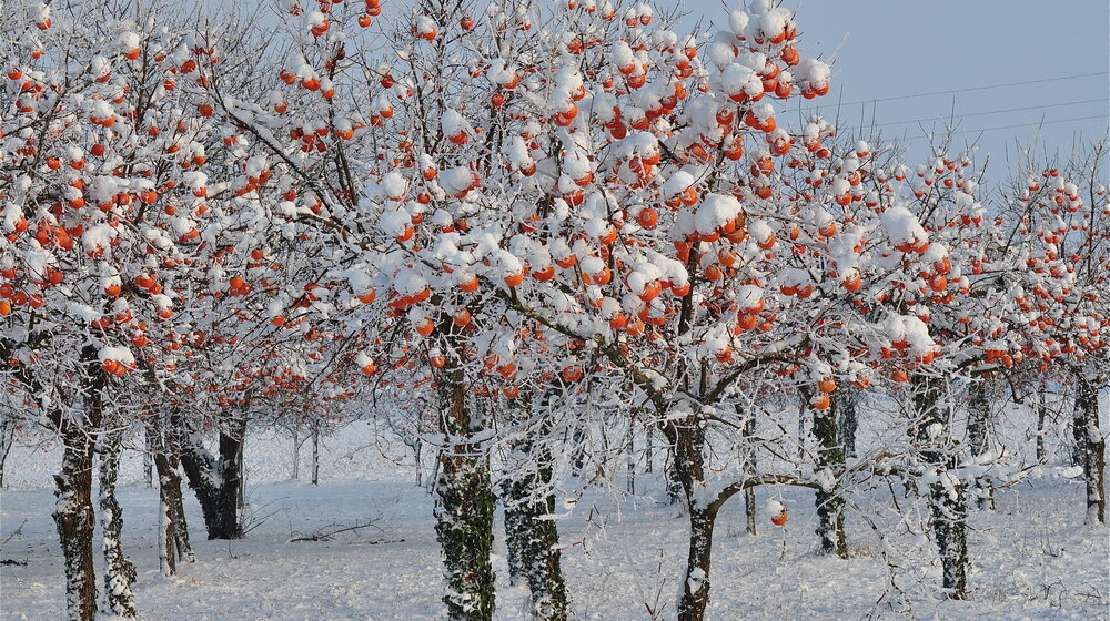 Keserović: Sneg nije oštetio voće, ali će propasti ako temperatura padne do minus tri stepena 1