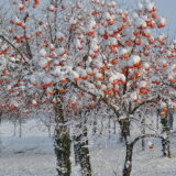 Keserović: Sneg nije oštetio voće, ali će propasti ako temperatura padne do minus tri stepena 5