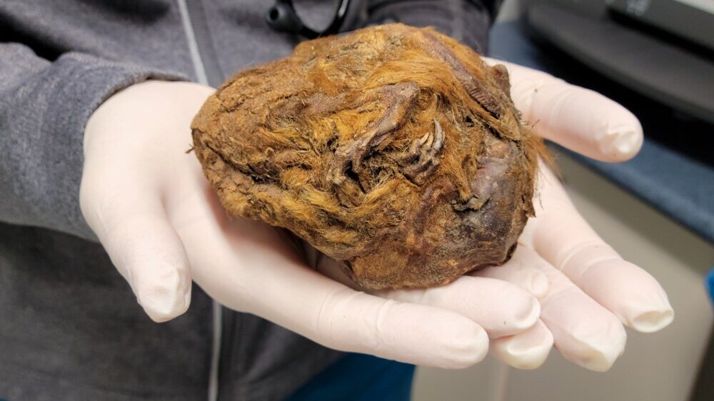 Rendgen rešio misteriju mumificiranog stvorenja starog 30.000 godina 3