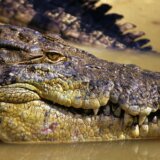 Australija: Telo nestalog pecaroša pronađeno u stomaku krokodila 7