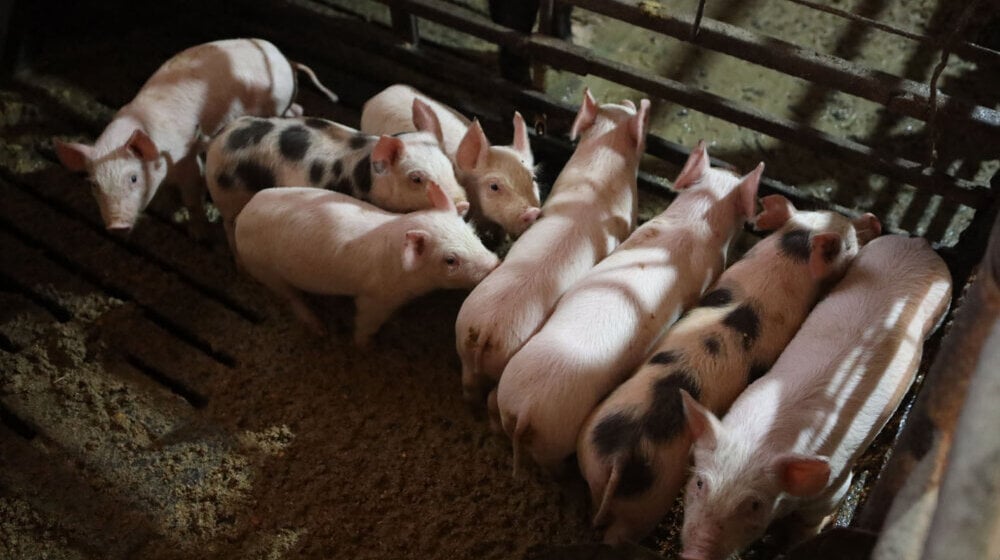 Prvi slučaj afričke svinjske kuge na Kosovu 1