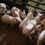 Zaraza afričkom kugom do sada potvrđena u 1.568 slučajeva, a eutanazirano više od 18.800 svinja 9