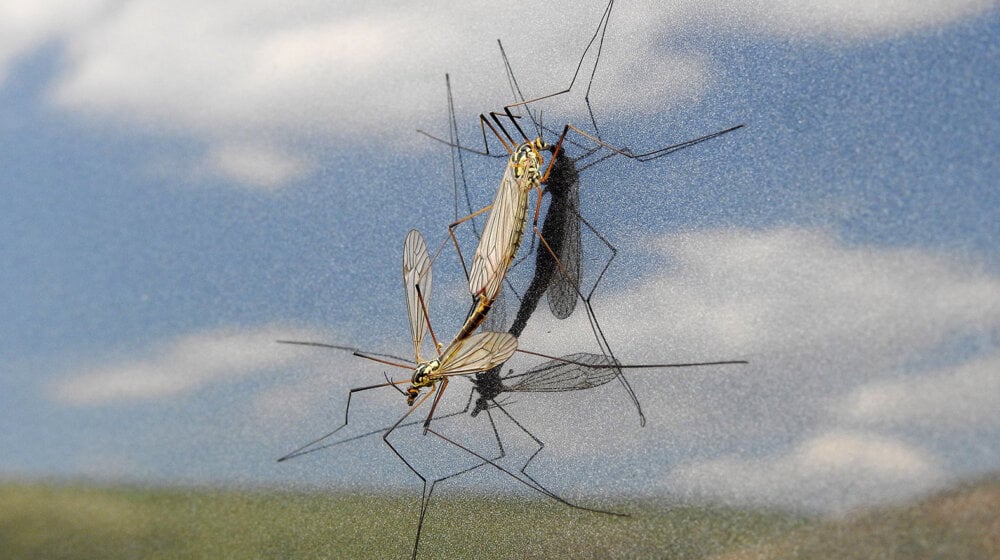 Nastavlja se akcija suzbijanja komaraca u Beogradu: Na ovim lokacijama danas zaprašivanje 1