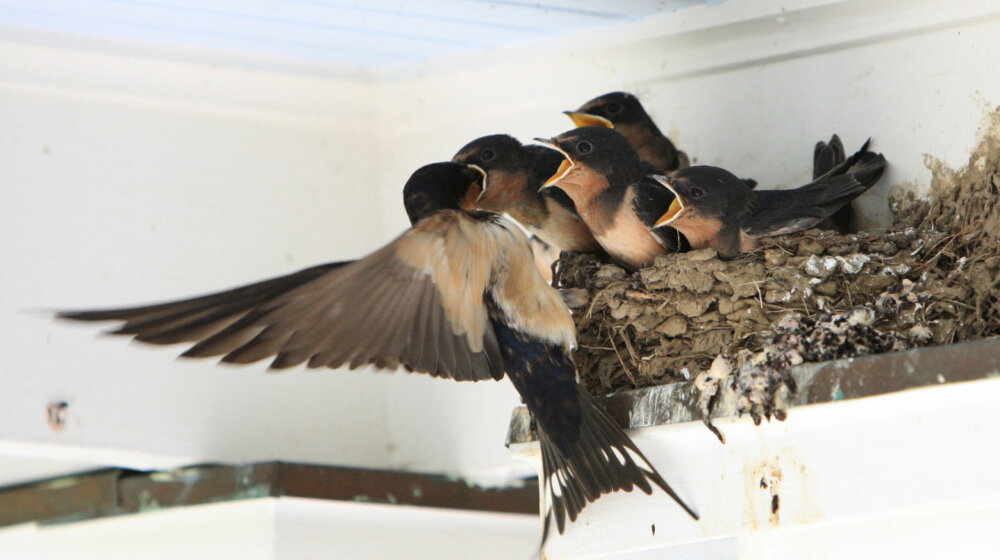 Ko ima više lastavičjih gnezda: Počinje takmičenje domaćinstava u Zrenjaninu 1