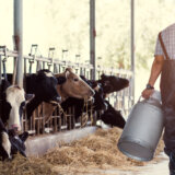 Da li nam preti nestašica mleka zbog kontaminacije aflatoksinima? 5