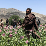 Avganistan: Iza kulisa talibanskog rata protiv droge – uništavanje polja maka 6