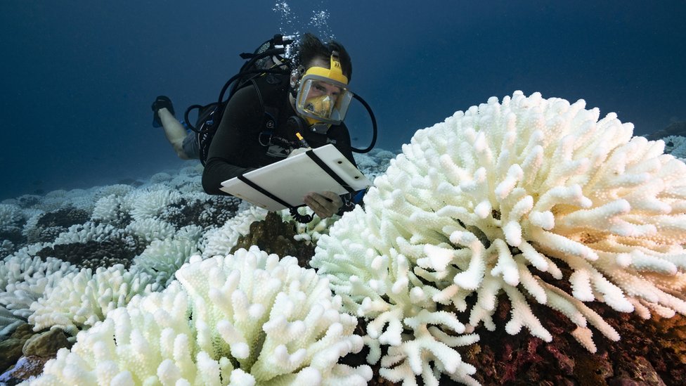 A diver checks the coral reefs of the Society Islands in French Polynesia. on May 9, 2019 in Moorea, French Polynesia. Major bleaching is currently occurring on the coral reefs of the Society Islands in French Polynesia.
