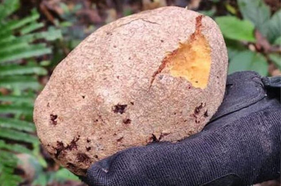 Wild fruit which appeared to have been partially eaten were found in the jungle on 30 May