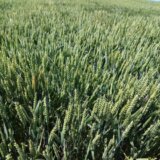 Vremenske prilike ubrzale razvoj pšenice: Stručnjaci kažu da je u toku jedna od najtoplijih sezona 5